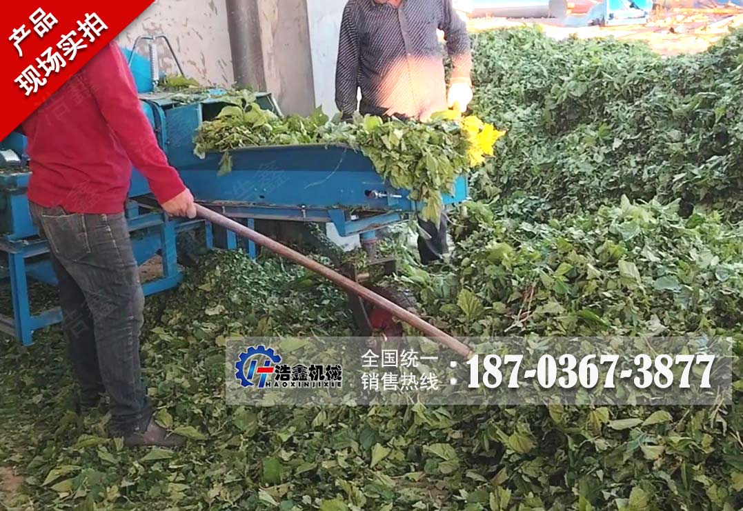 新疆桑叶粉碎烘干冷却打包生产线项目