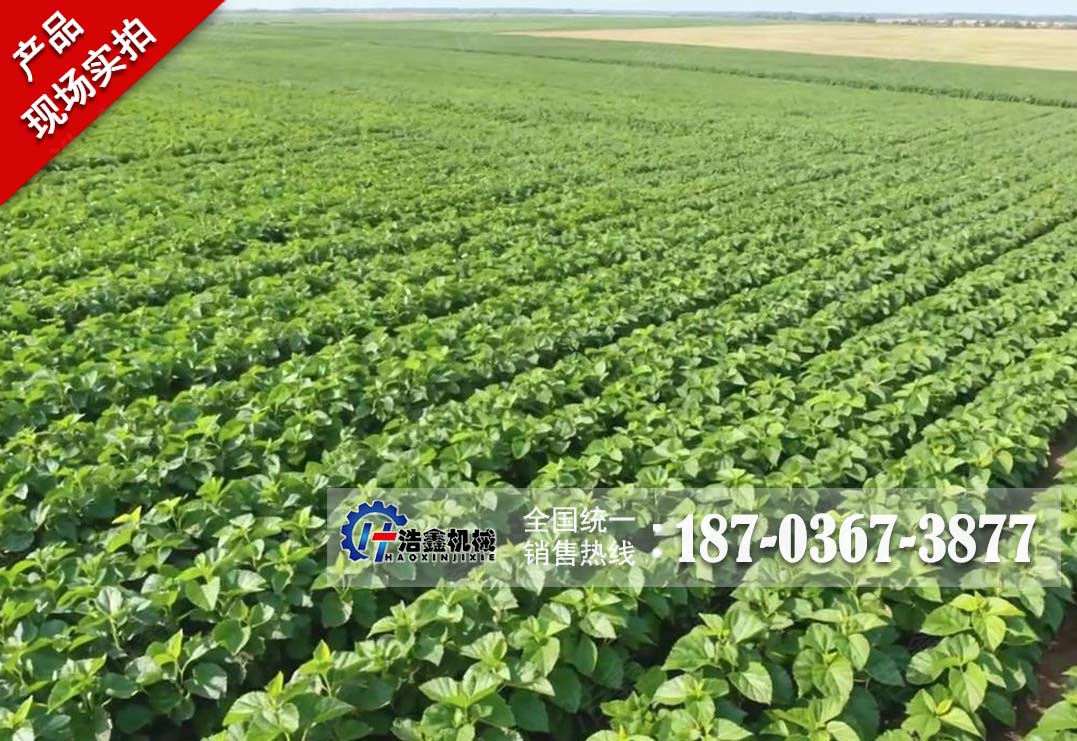 新疆桑叶粉碎烘干冷却打包生产线项目